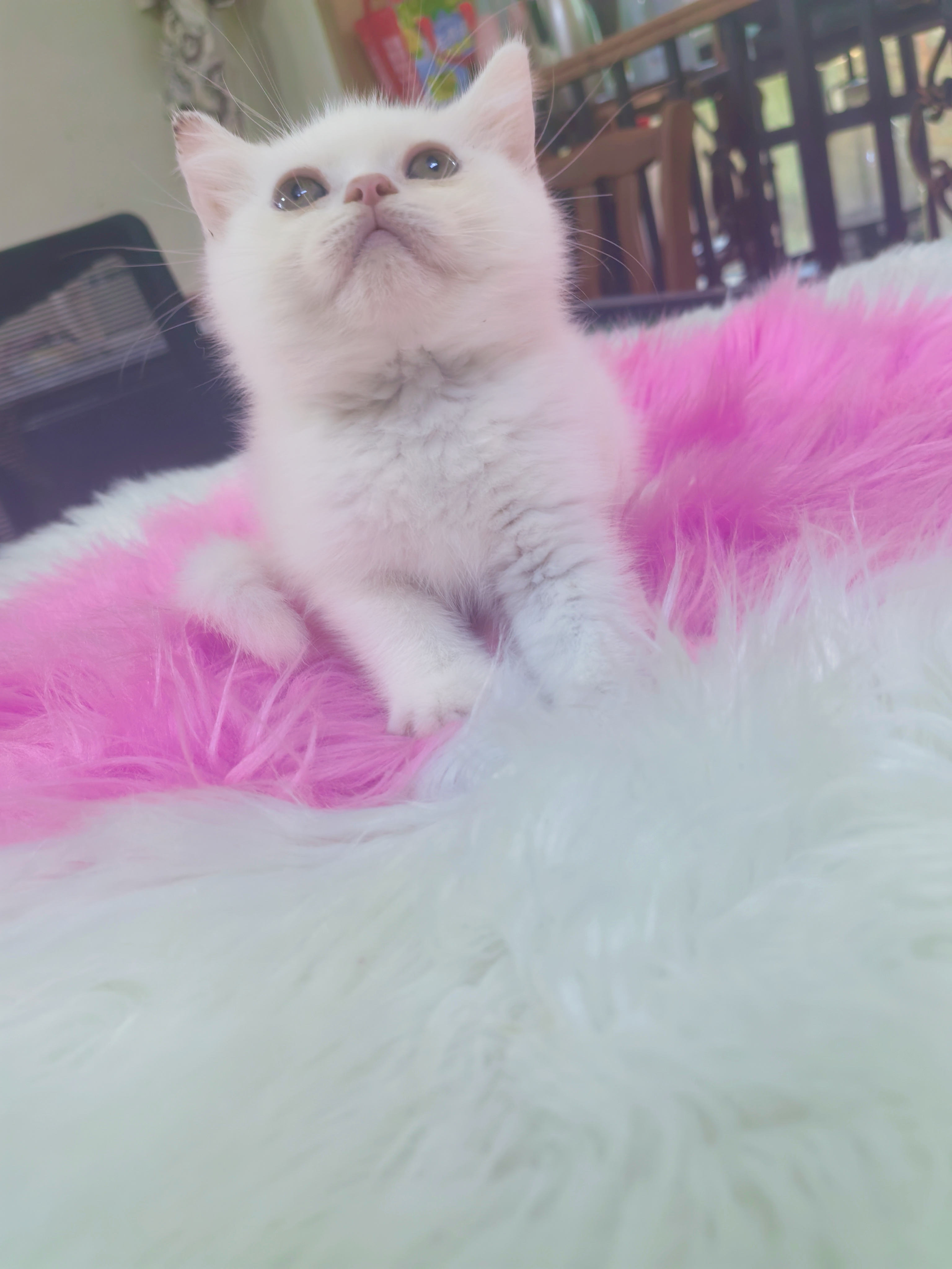 英国短毛猫